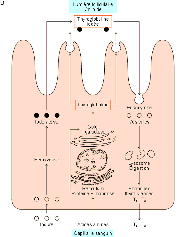 Figure 9-7D (23286 octets)